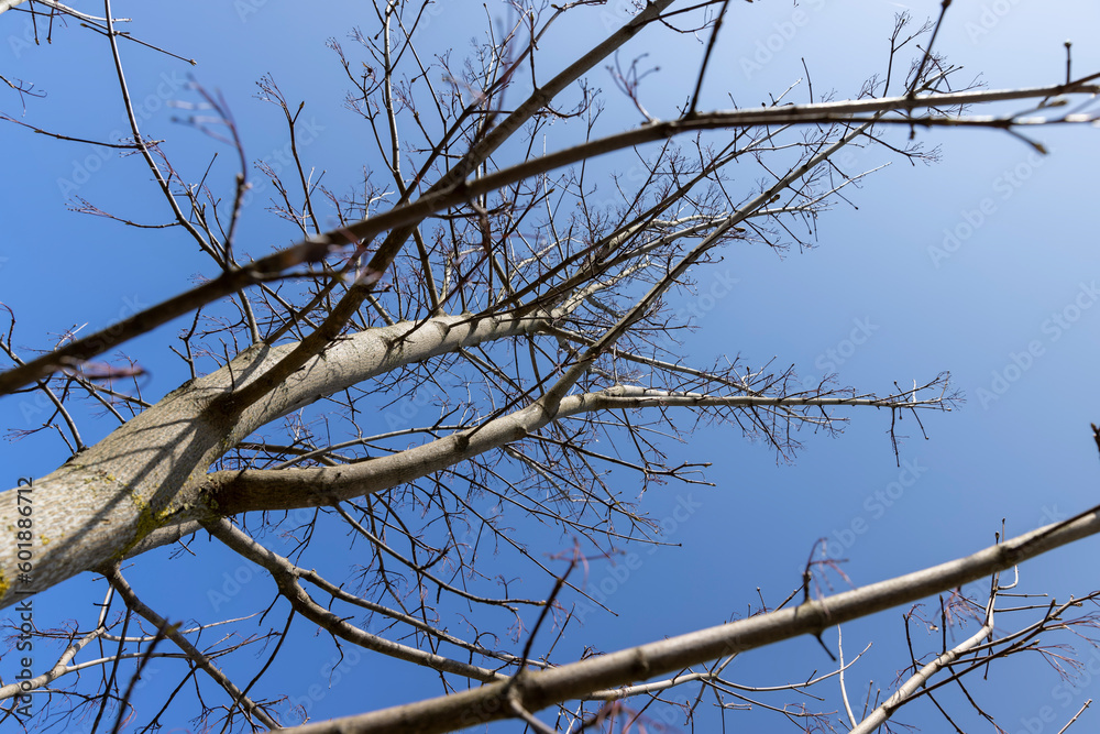 maple tree in sunny weather in early spring maple tree in sunny weather in early spring