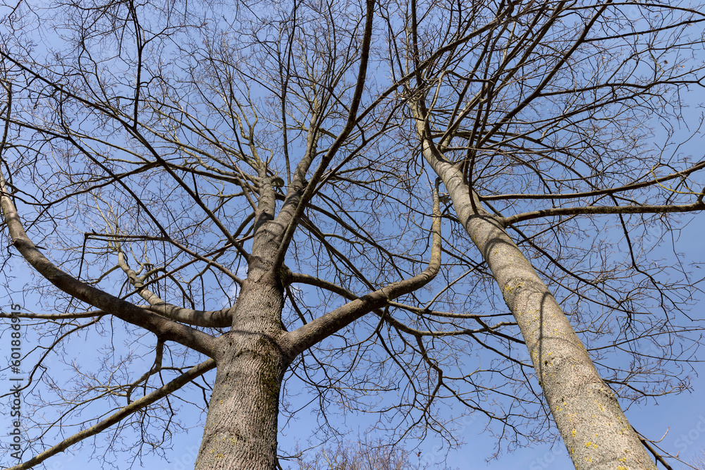 Branches of deciduous trees in the park in spring sunny weather Branches of deciduous trees in the park in spring sunny weather