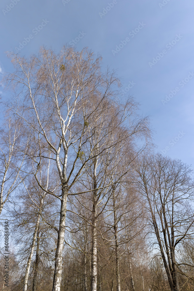 Birch tree branches in the park in spring sunny weather