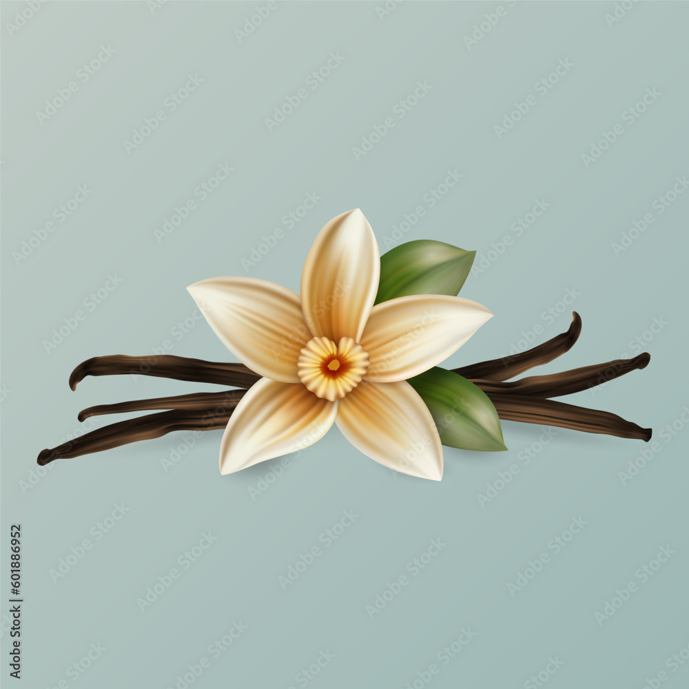 Vector 3d Realistic Sweet Scented Fresh Vanilla Flower with Leaves Closeup Isolated on Blue Background. Design Template for Distinctive Flavoring, Culinary Concept. Front View