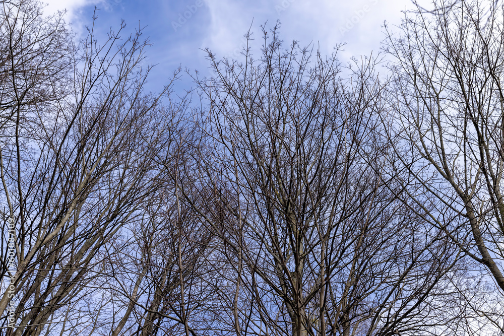 Tall deciduous trees in early spring without foliage Tall deciduous trees in early spring without foliage