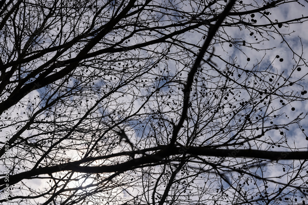 a tall sycamore tree with branches without foliage a tall sycamore tree with branches without foliage