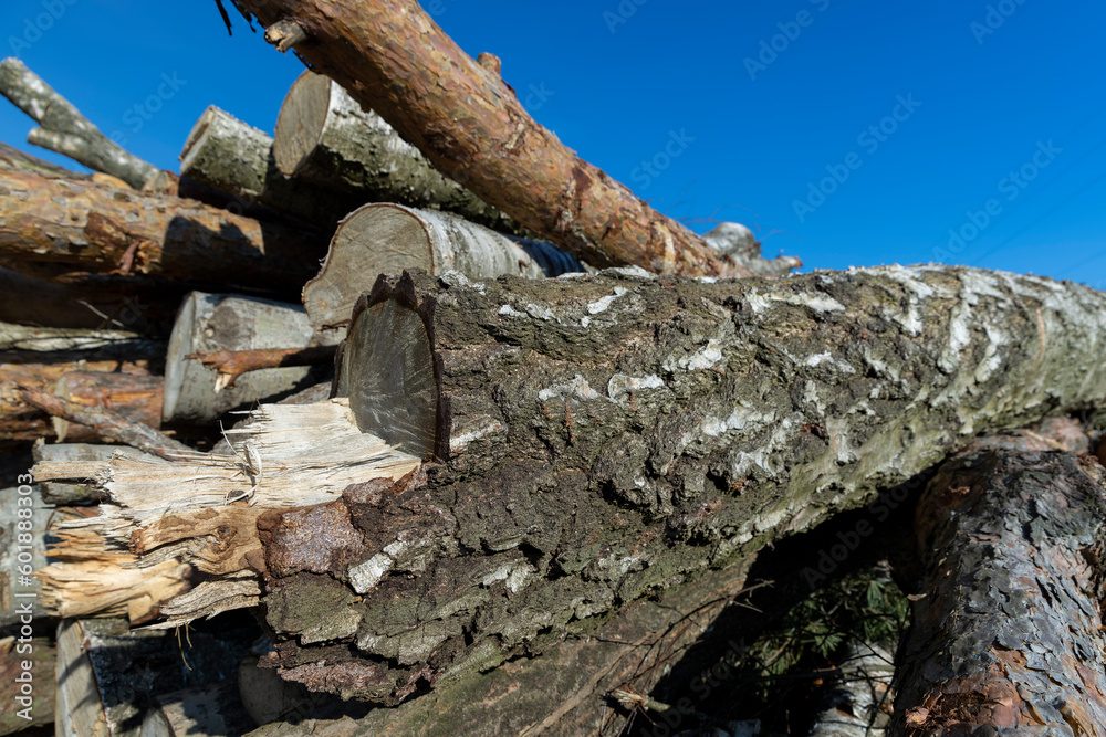 Naklejka premium a pile of sawn wood after deforestation, harvesting of wood