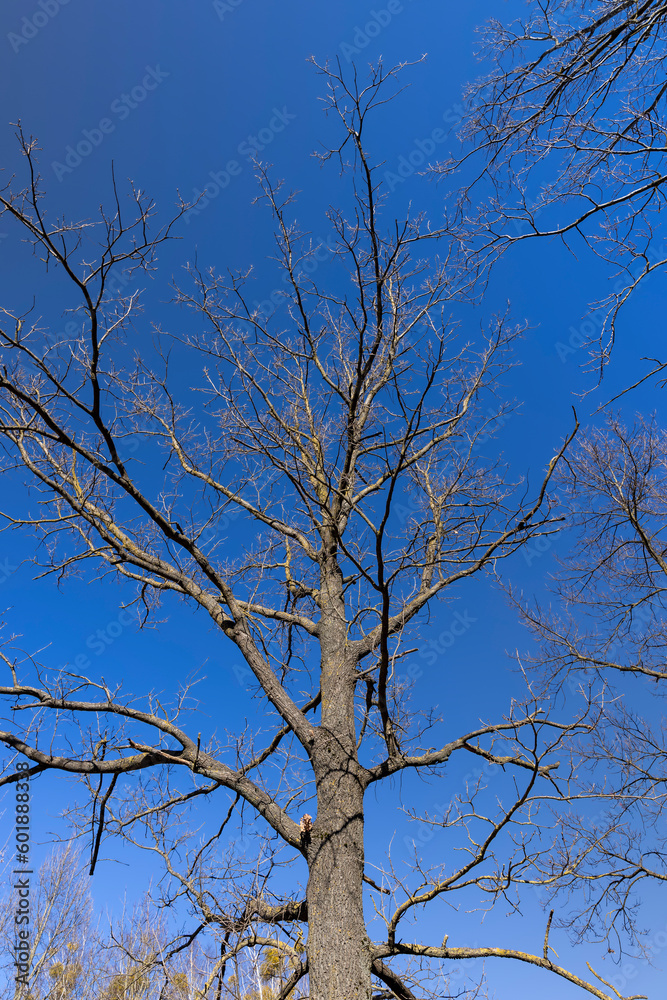 leafless trees in early spring in sunny weather leafless trees in early spring in sunny weather