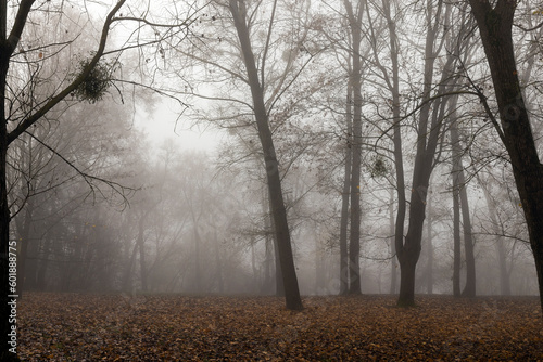 tree trunks without foliage in the autumn season