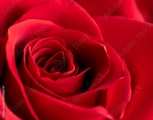 Beautiful fresh red rose with thin petals