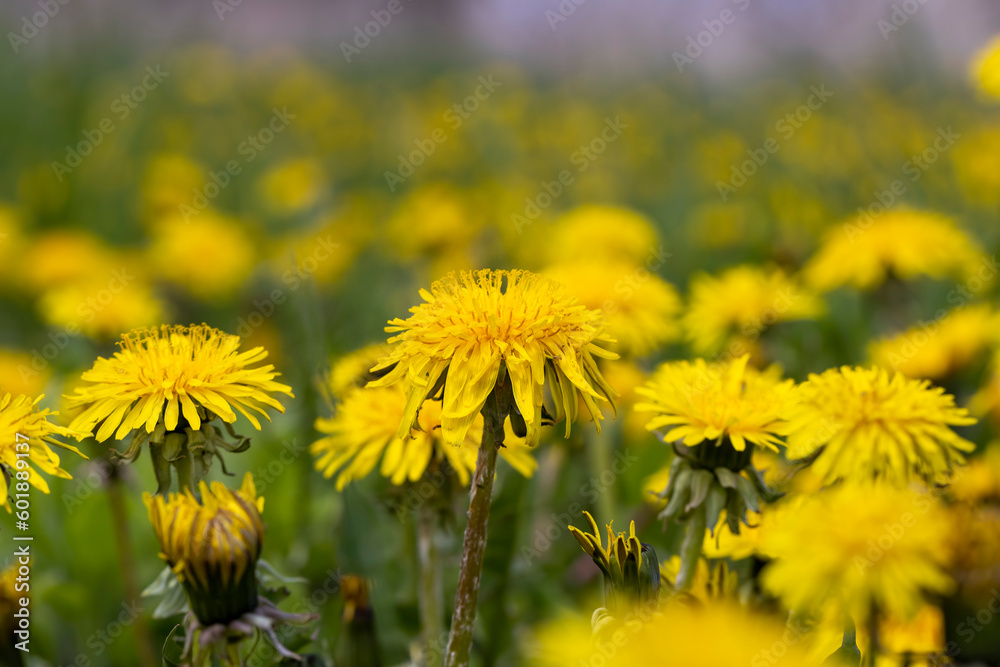 yellow blooming dandelions in the spring season yellow blooming dandelions in the spring season