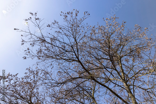 Maple tree branches in the park in spring sunny weather © rsooll