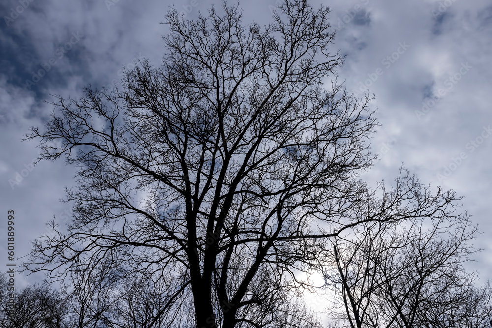 maple trees without foliage in the spring season maple trees without foliage in the spring season