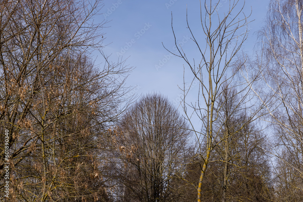 Bare trees in sunny spring weather, bare deciduous trees Bare trees in sunny spring weather, bare deciduous trees