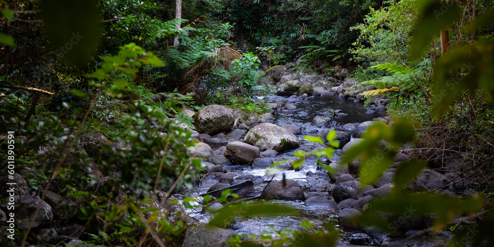 unique scenery of lamington national park on the path to larapinta falls; dense rainforest vegetation alongside rocky creek with little waterfalls; gondwana rainforest in queensland, australia unique scenery of lamington national park on the path to larapinta falls; dense rainforest vegetation alongside rocky creek with little waterfalls; gondwana rainforest in queensland, australia