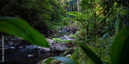 unique scenery of lamington national park on the path to larapinta falls; dense rainforest vegetation alongside rocky creek with little waterfalls; gondwana rainforest in queensland, australia photo