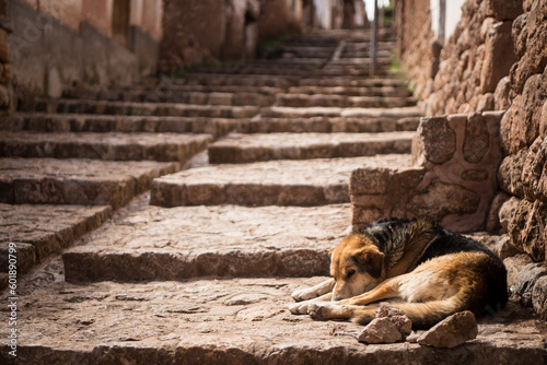 A hungry stray dog photo