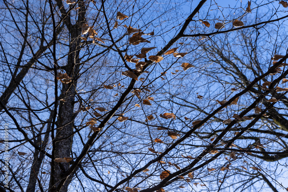 deciduous trees in the park in the early spring season deciduous trees in the park in the early spring season