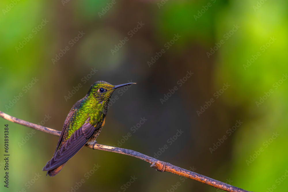 Fototapeta premium hummingbird on a branch