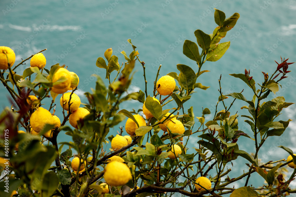 Lemons grow on the Italian shore. Turquoise sea in the background. Lemons grow on the Italian shore. Turquoise sea in the background.