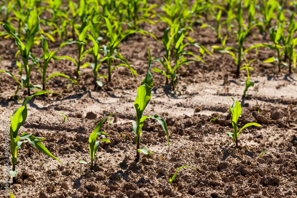 small green corn sprouts in the summer small green corn sprouts in the summer