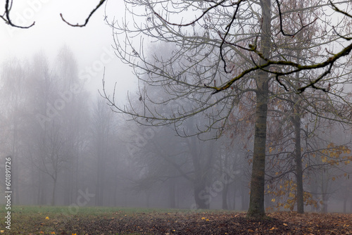 Trees in the park at the end of autumn in cloudy dreary weather