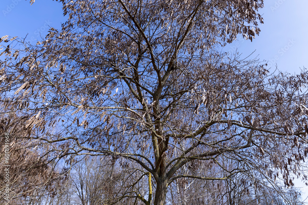 Bare trees in sunny spring weather, bare deciduous trees Bare trees in sunny spring weather, bare deciduous trees