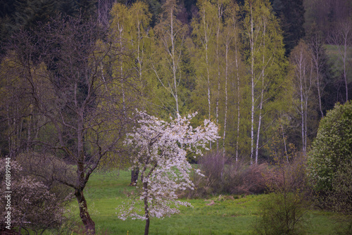 Kwitnące drzewa - wiosenny krajobraz