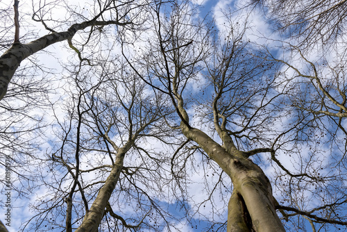 a tall sycamore tree with branches without foliage