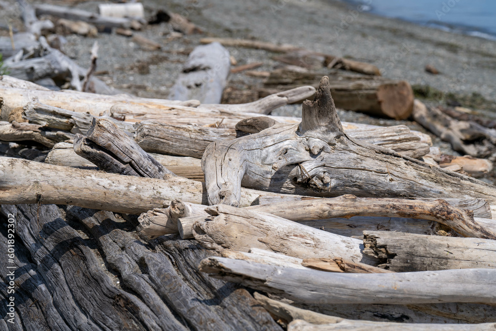 Drift wood on the shore of a rocky beach. Drift wood on the shore of a rocky beach.