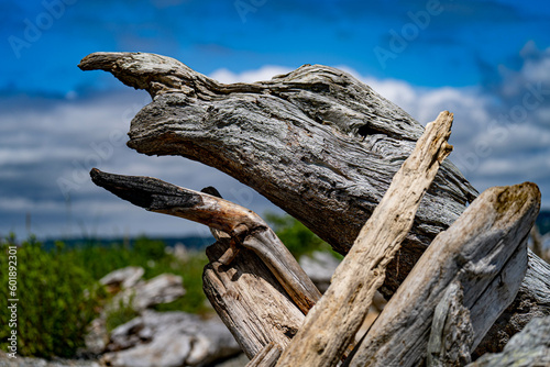Drift wood on the shore of a rocky beach on a beautiful day.