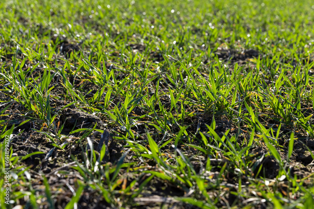 green wheat sprouts in early spring, green winter wheat green wheat sprouts in early spring, green winter wheat