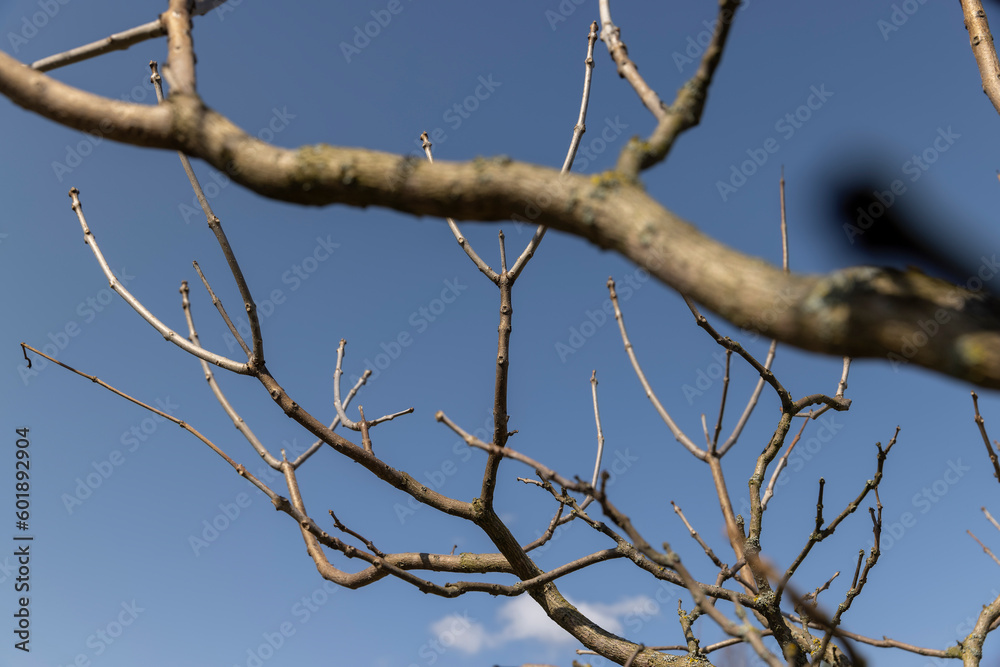 catalpa bignoniform tree in sunny weather in early spring catalpa bignoniform tree in sunny weather in early spring