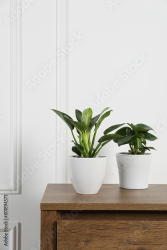 Beautiful different houseplants in pots on wooden table near white wall, space for text