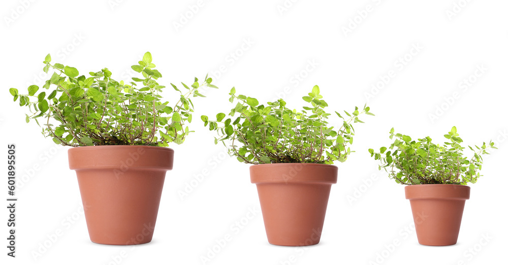Oregano growing in pots isolated on white, different sizes Oregano growing in pots isolated on white, different sizes