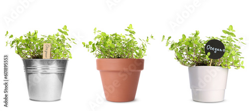 Oregano plants growing in different pots isolated on white