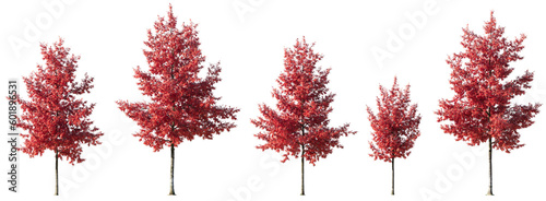 Set of Quercus rubra or northern red oak large, medium and small red trees autumn isolated png on a transparent background perfectly cutout
 photo