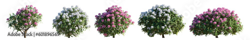 Set of rhododendron flowering white and pink bush shrub isolated png on a transparent background perfectly cutout