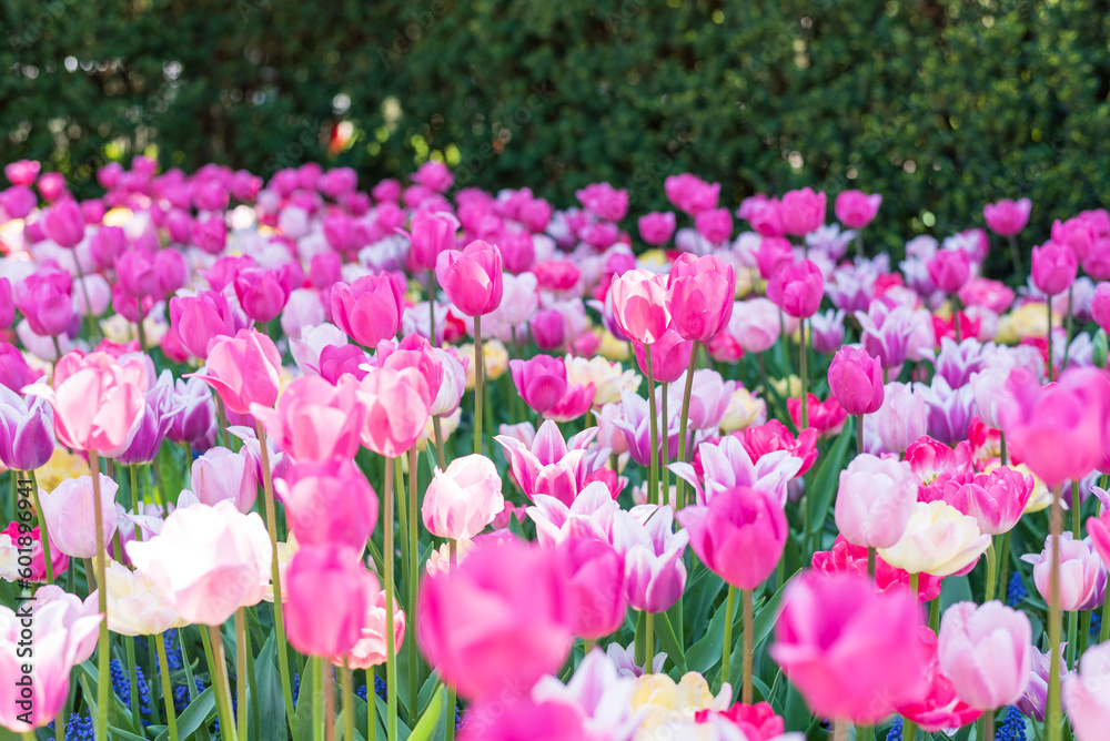 Beautiful pink tulips in full bloom