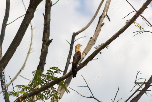 bird eagle on a branch in Venezuela