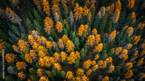 autumn leaves background