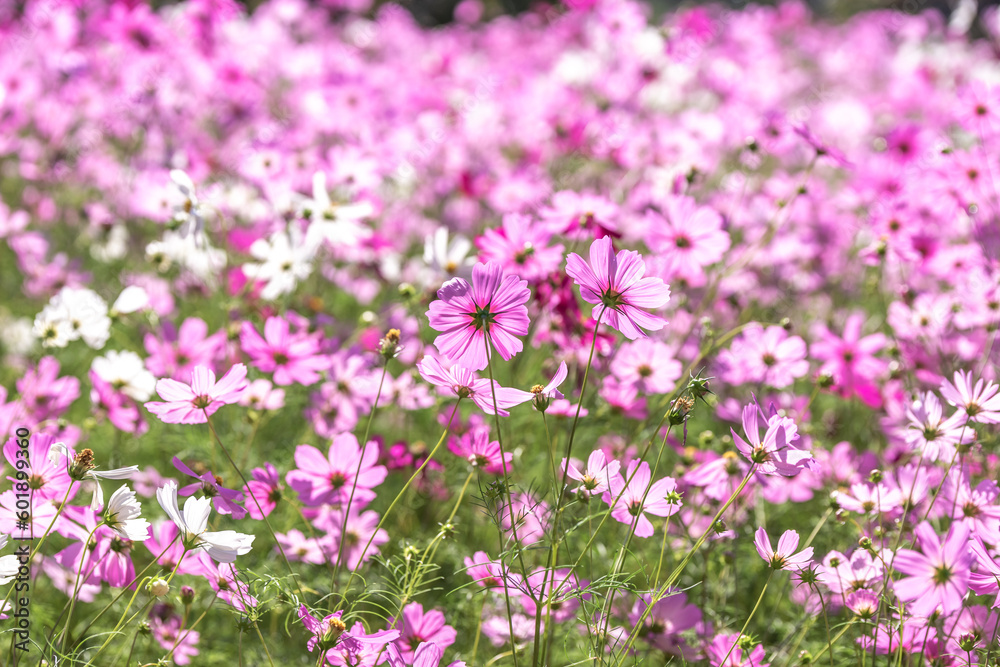 コスモスの花 秋のイメージ コスモスの花 秋のイメージ