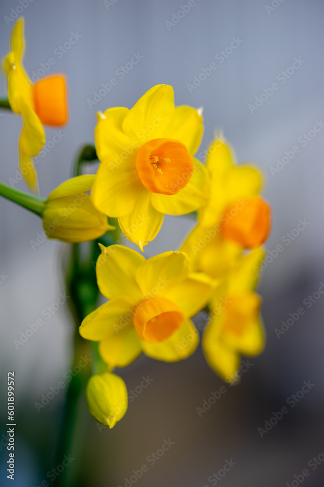 水仙の花 初春のイメージ 水仙の花 初春のイメージ