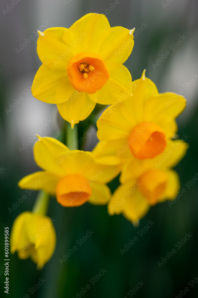 水仙の花 初春のイメージ 水仙の花 初春のイメージ