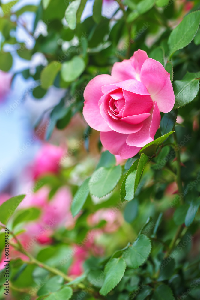 バラの花　屋外イメージ