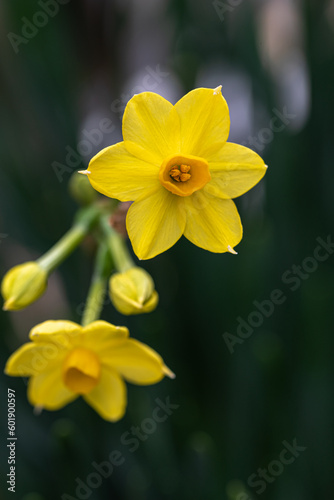 水仙の花　春のイメージ