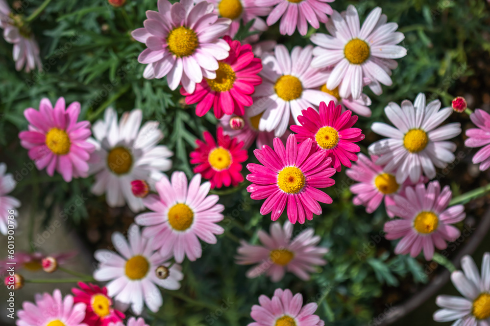 マーガレットの花 春のイメージ マーガレットの花 春のイメージ
