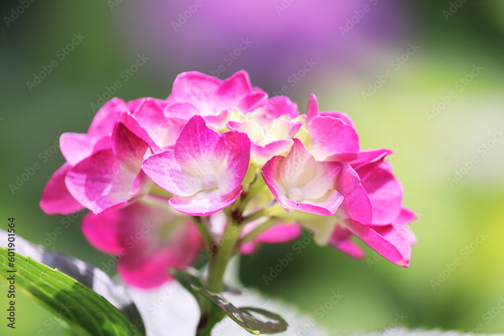 Obraz premium 美しい緑の背景と紫陽花