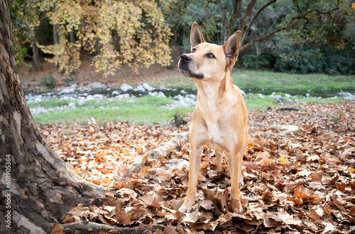 Fototapeta Naklejka Na Ścianę i Meble -  Perro en paisaje de otoño