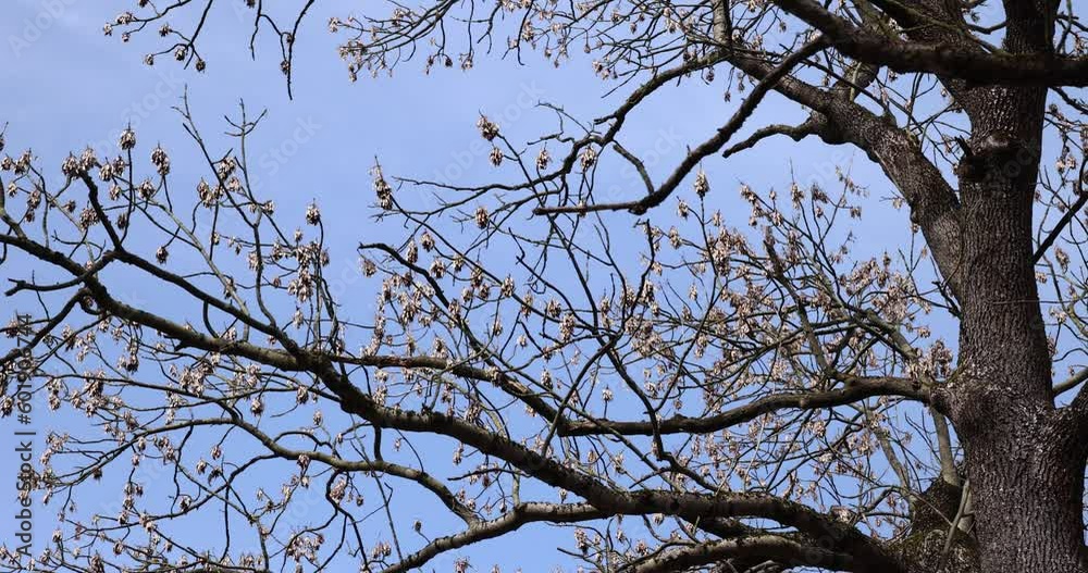Tall deciduous trees in early spring without foliage, deciduous trees in the warm spring season at the beginning of the season in April Tall deciduous trees in early spring without foliage, deciduous trees in the warm spring season at the beginning of the season in April