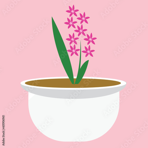 pink flowers in white pots