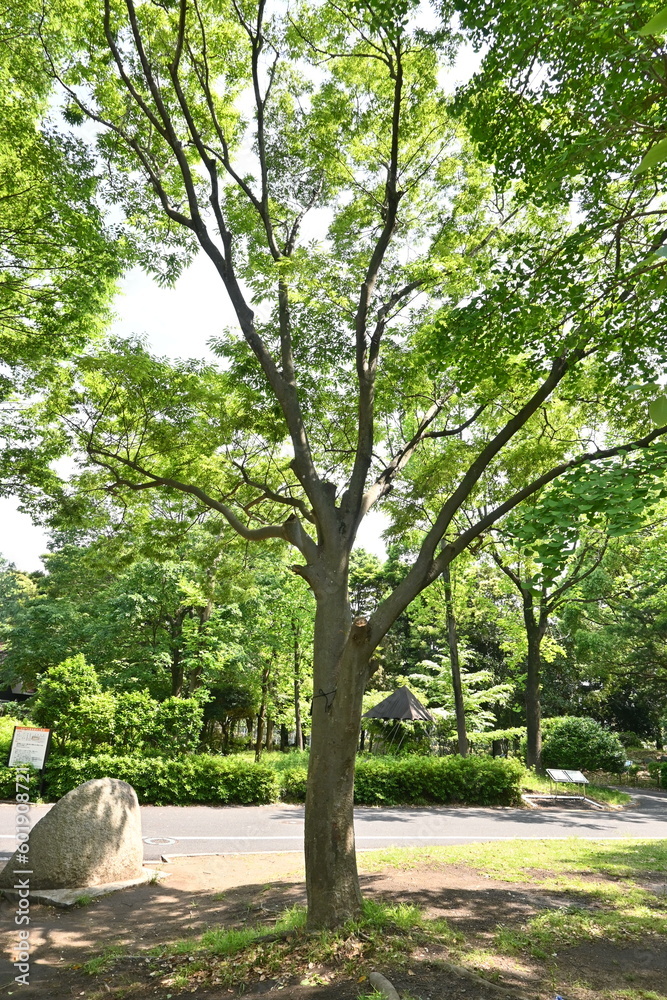 Japanese zelkova ( Zelkova serrata ) tree and fresh green leaves. It has a beautiful tree shape and is often used as a park tree or roadside tree.