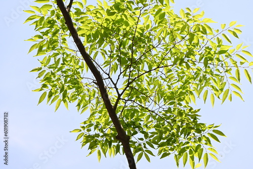 Japanese zelkova ( Zelkova serrata ) tree and fresh green leaves. It has a beautiful tree shape and is often used as a park tree or roadside tree. photo