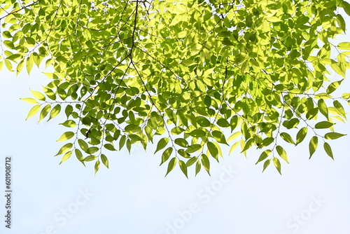 Japanese zelkova   Zelkova serrata   tree and fresh green leaves. It has a beautiful tree shape and is often used as a park tree or roadside tree.